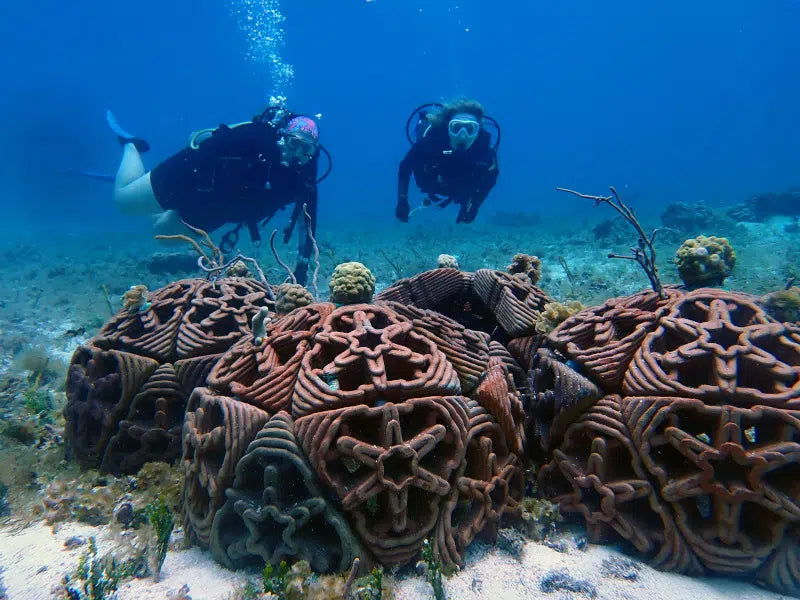 Printing Hope Beneath the Waves: How 3D Technology Is Saving Coral Reefs